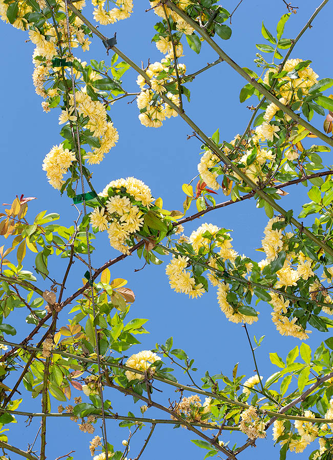 Rosa banksiae var. lutea est une plante sarmenteuse sempervirente grimpante très vigoureuse.