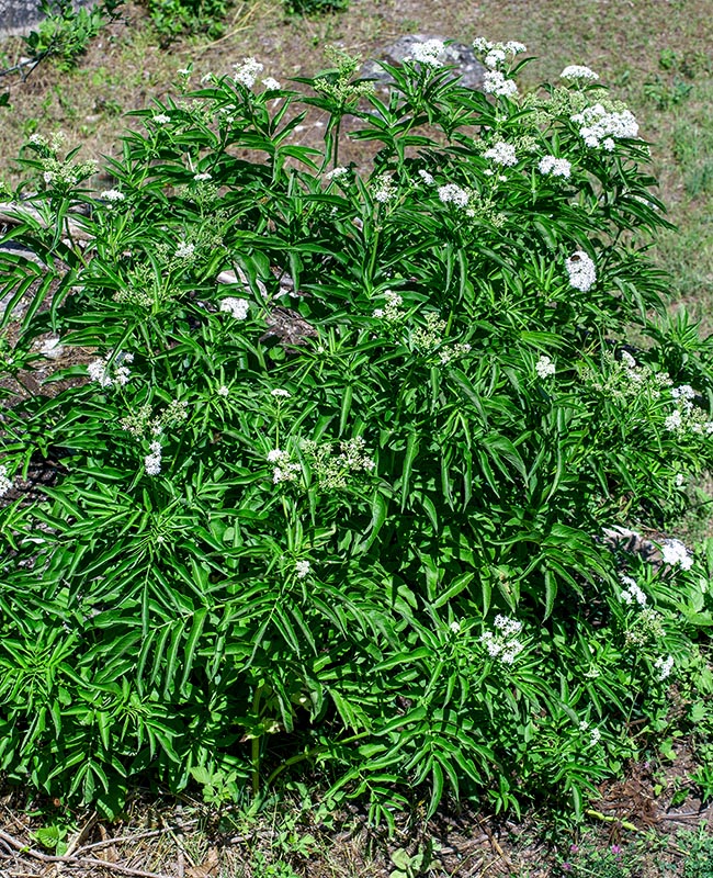 Sambucus ebulus, sureau yèble