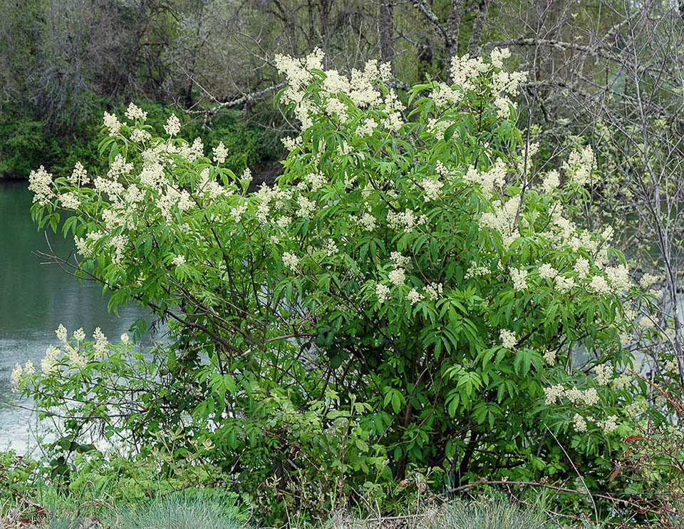 Sambucus racemosa