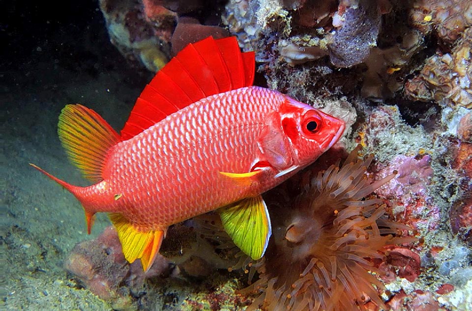 Sargocentron spiniferum, Holocentridae, Spiny squirrel fish