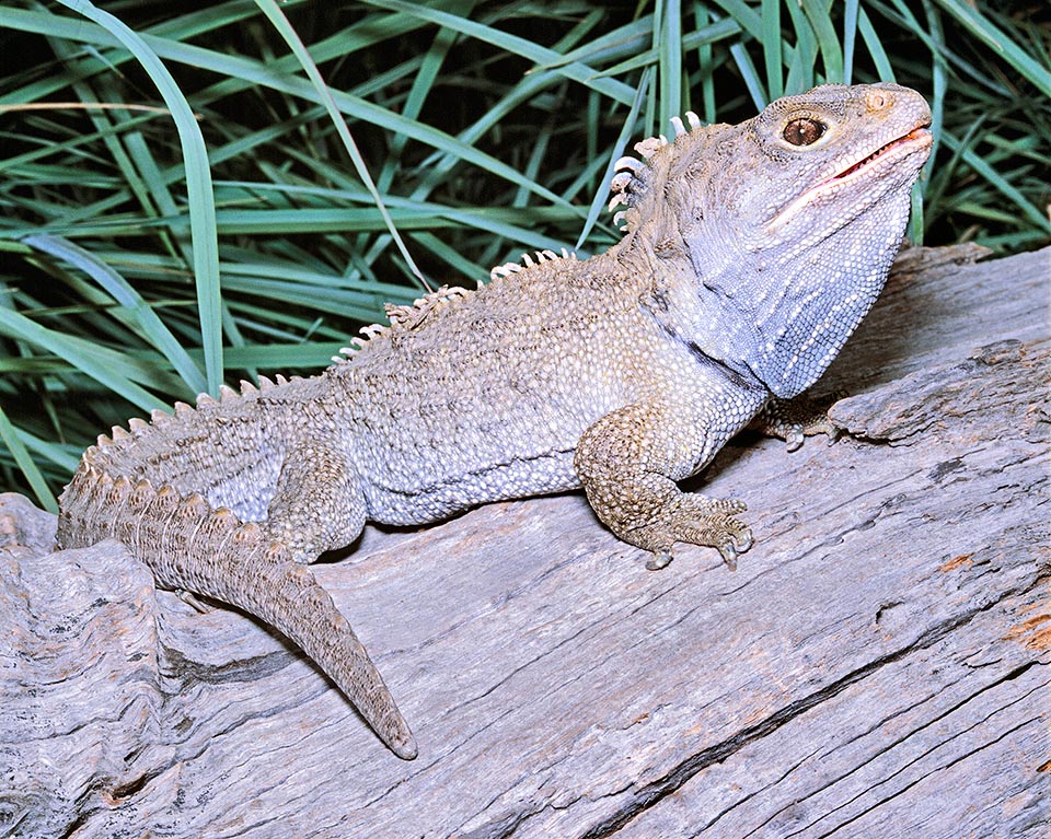 Sphenodon punctatus, Sphenodontidae, tuatara