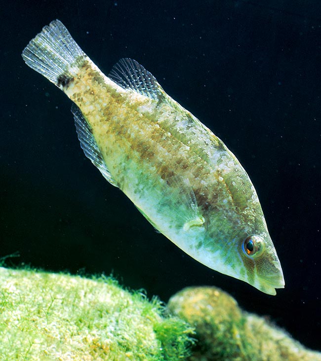 Symphodus cinereus, Labridae, Grey wrasse