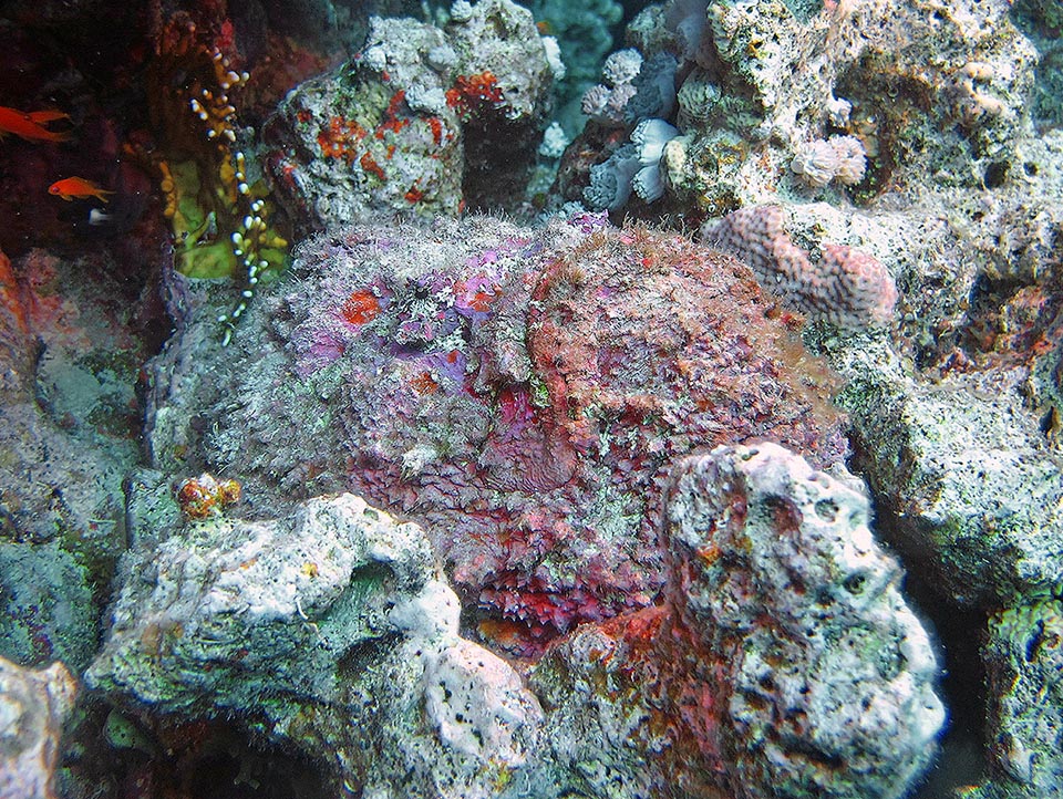 Aparte del ojo, no es fácil ver en esta masa informe la presencia de un pez piedra (Synanceia verrucosa), el más venenoso del mundo.
