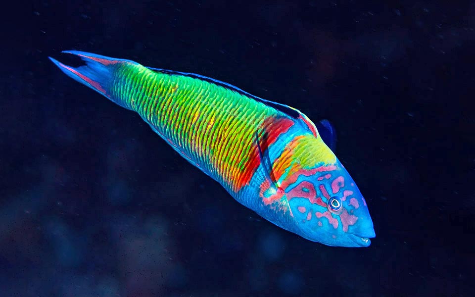 Presente anche lungo la costa atlantica dal sud del Portogallo al Golfo di Guinea, la Donzella pavonina (Thalassoma pavo) è uno dei pesci più vistosi del Mediterraneo.