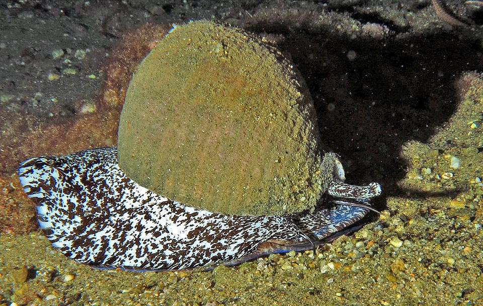 Tonna galea, Tonnidae, Dolium géant, Tonne cannelée 