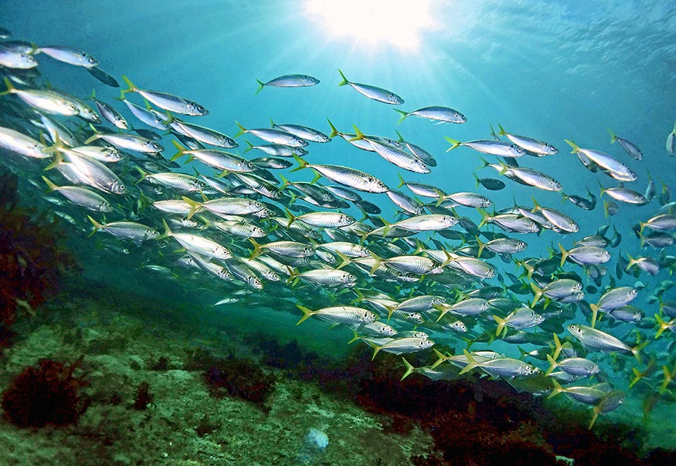 Véloce et grégaire, le Chinchard commun (Trachurus trachurus) se déplace sans arrêt en bancs dans la Méditerranée et en Atlantique oriental, de l'Islande à l'Afrique du Sud.