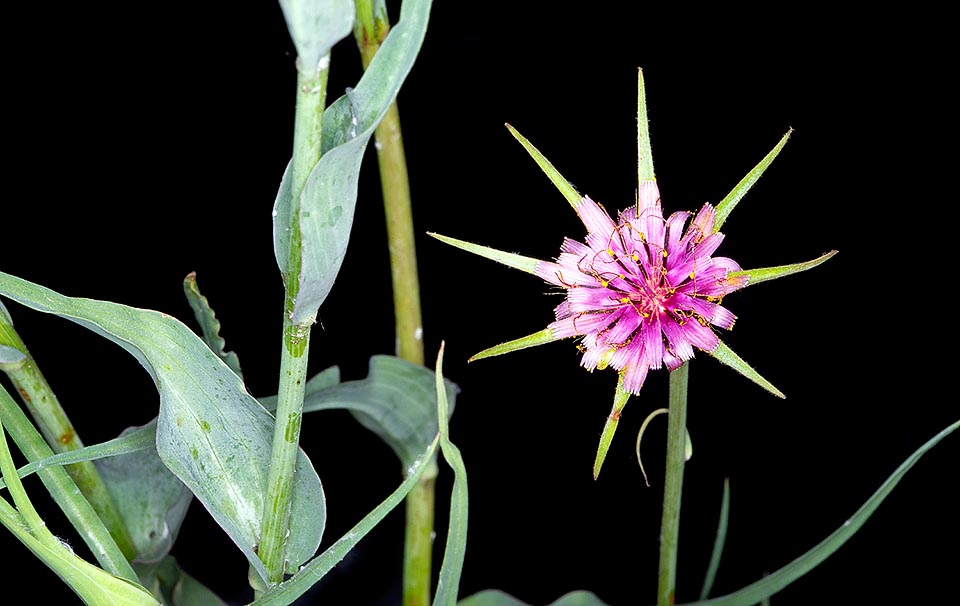 Tragopogon porrifolius, Asteraceae, salsifis à feuilles de poireau, salsifis blanc