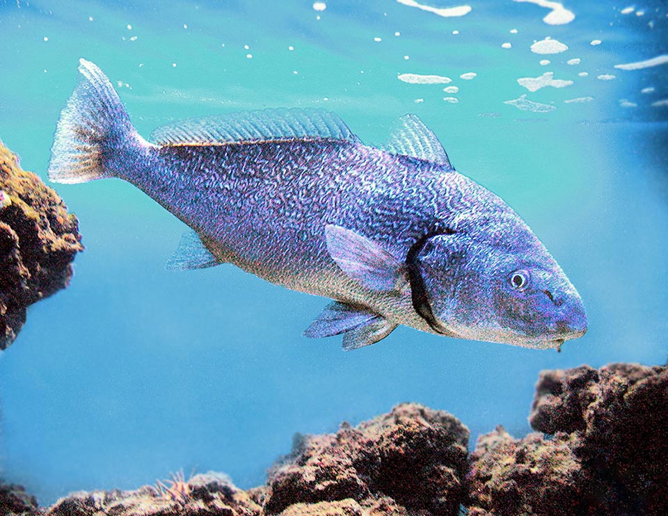 Difficult to observe, mimetic as it is and rapid in movements, Umbrina cirrosa lives in the Mediterranean, Black Sea included, and the Atlantic coast from Brittany to Morocco.