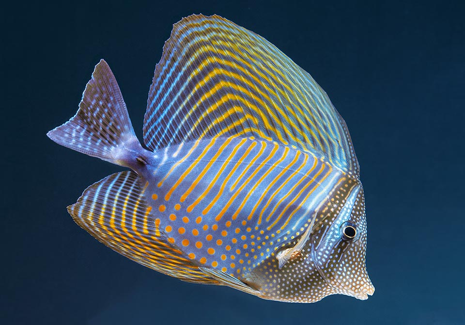 Imposing with spread fins to appear bigger to predators, the Indian sail-fin surgeonfish (Zebrasoma desjardinii) lives in the Red Sea and the Indian Ocean up to Indonesia.