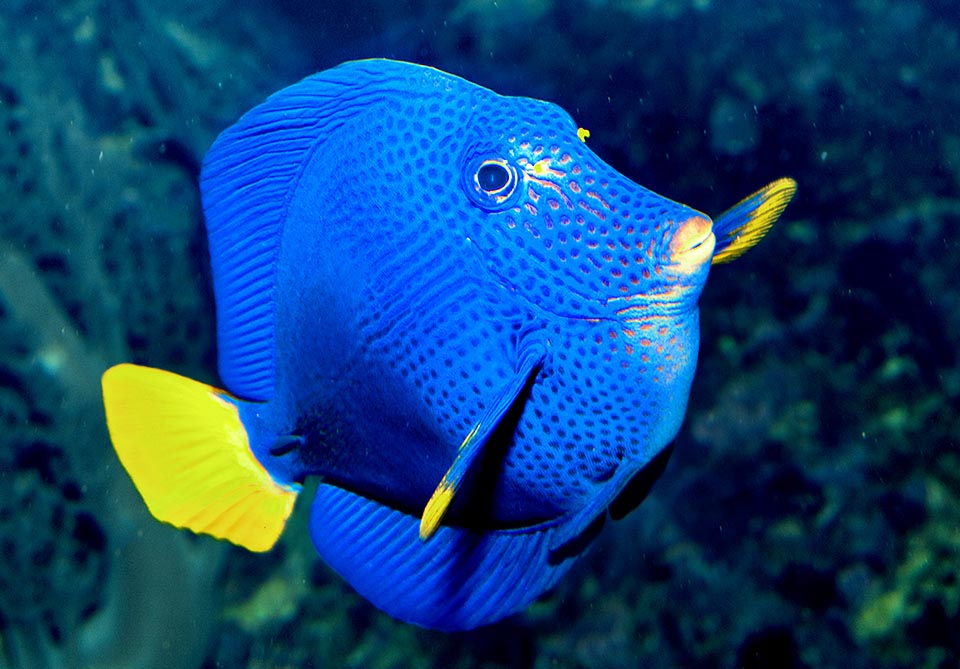 Zebrasoma xanthurum, que encarnaba el personaje de Dory en la famosa película "Buscando a Nemo", en realidad se conoce como pez cirujano de cola amarilla.