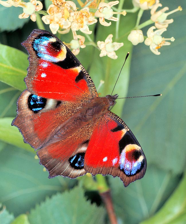 Aglais io, Paon-du-Jour, Nymphalidae, Inachis