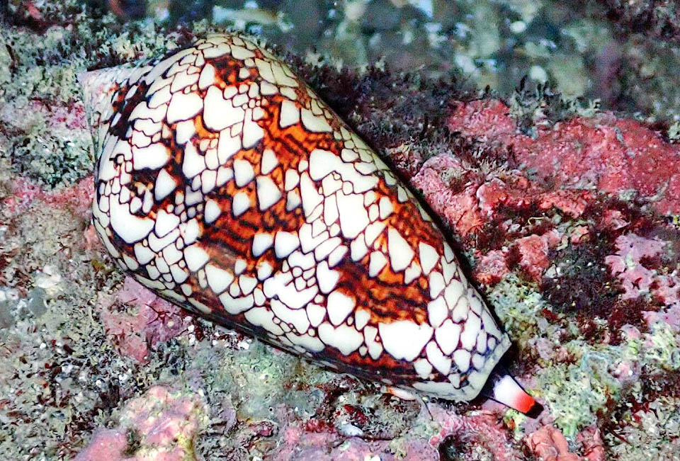 Com&uacute;n en las formaciones coralinas del Indopac&iacute;fico, el Conus textile se encuentra desde la costa africana y el Mar Rojo hasta las Islas Fiyi, la Polinesia Francesa y Haw&aacute;i.