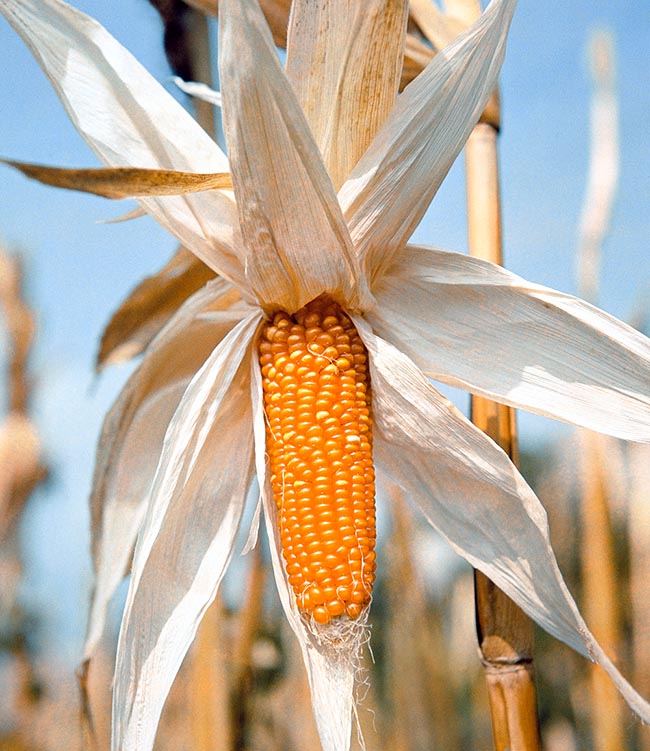 Zea mays, Poaceae, Granoturco