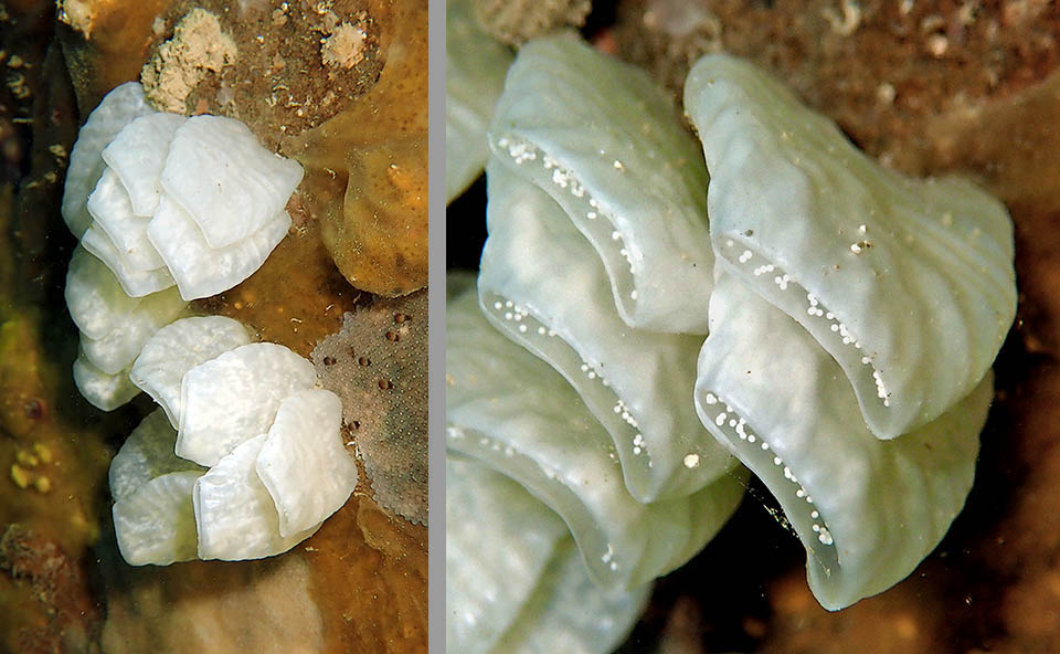 Las c&aacute;psulas ov&aacute;ricas, que contienen hasta mil huevos cada una, son fijadas al sustrato por la hembra una vez al a&ntilde;o. El primer desarrollo larvario tiene lugar en su interior. A esto le sigue la etapa veliger, la fase pel&aacute;gica con larvas nadadoras, y finalmente la etapa veliconcha, la fase bent&oacute;nica con las cr&iacute;as desplaz&aacute;ndose sobre el sustrato.