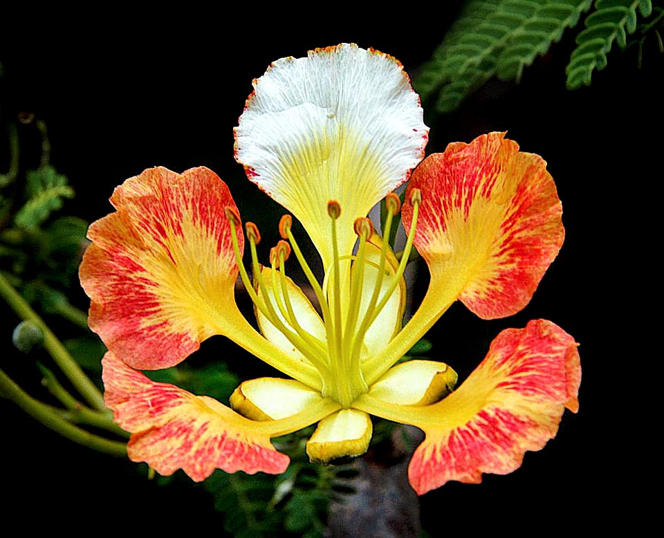 Vi sono poi vistose varianti di colore di Delonix regia come questa, con petali gialli e arancio e un’unghia in parte bianca su quello superiore.