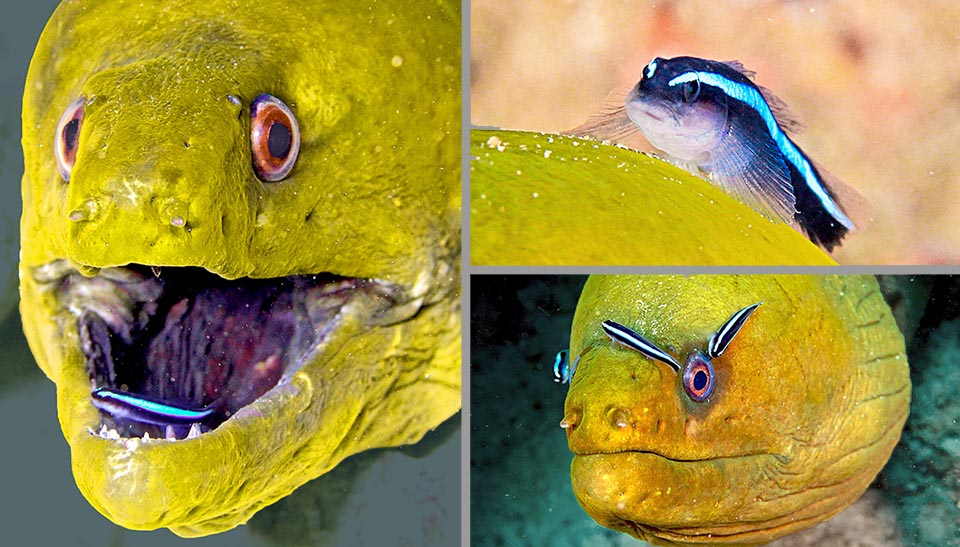 Después de la comida es bueno cepillarse los dientes, y Gymnothorax funebris suele ir a una de las "estaciones de limpieza" del mundo de los peces, donde los grandes calibres son limpiados por diminutos camarones o, como aquí, por el pequeño Gobio Neón (Elacatinus oceanops) que elimina también los parásitos de la piel.