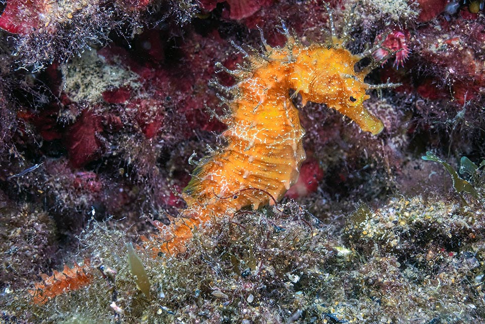 Hippocampus guttulatus è anche di colore arancio.