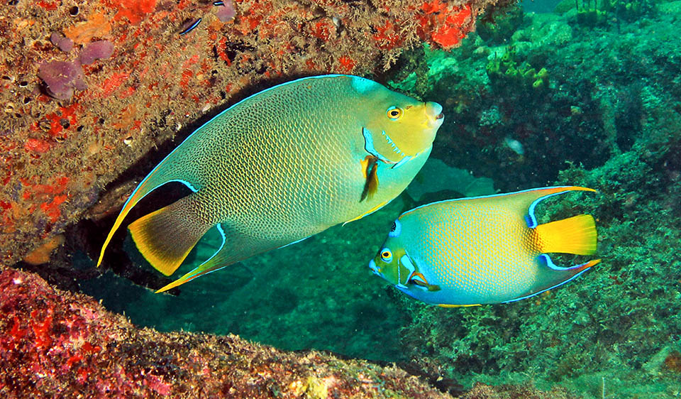 Híbrido de Holacanthus ciliaris.