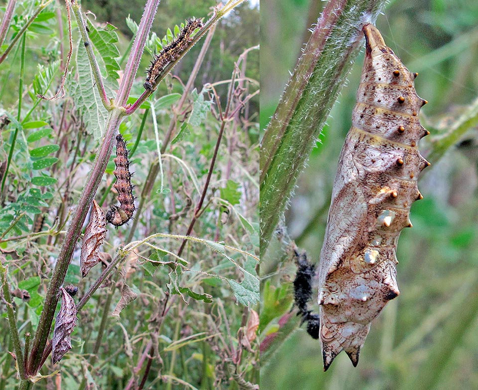 Aglais urticae, Nymphalidae, Mariposa de la ortiga, Ortiguera
