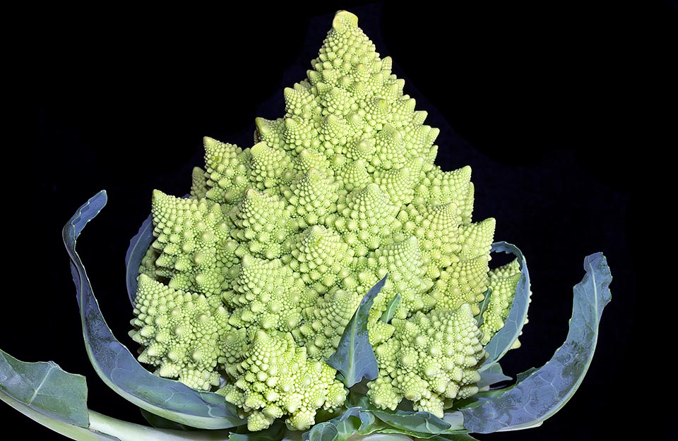 El romanesco tiene el típico aspecto de un fractal, una compleja estructura cuya forma se repite de manera idéntica a diversas escalas © Giuseppe Mazza