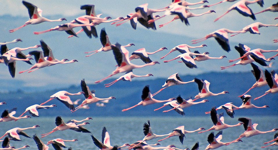 Every day flocks of flamingoes migrate for few hours from the salt waters where the find food to lakes or ponds of fresh water © Giuseppe Mazza