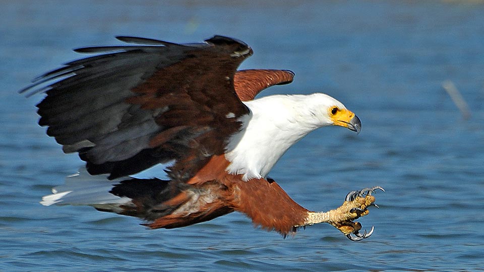 Here it is diving after having detected a prey. Common in almost all Sub-Saharan Africa, it never goes too far from a river or a lake © Gianfranco Colombo 