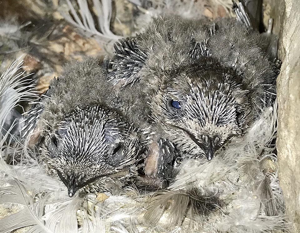 Apus pallidus, Apodidae, kids Pallid swift