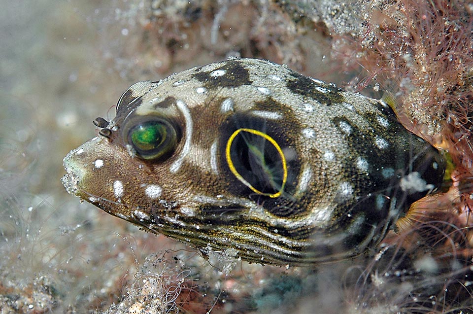 Un giovane col cerchio intorno alla pinna pettorale giallo, particolarità che si può trovare anche negli adulti. Il Pesce palla a macchie bianche non è una specie in pericolo