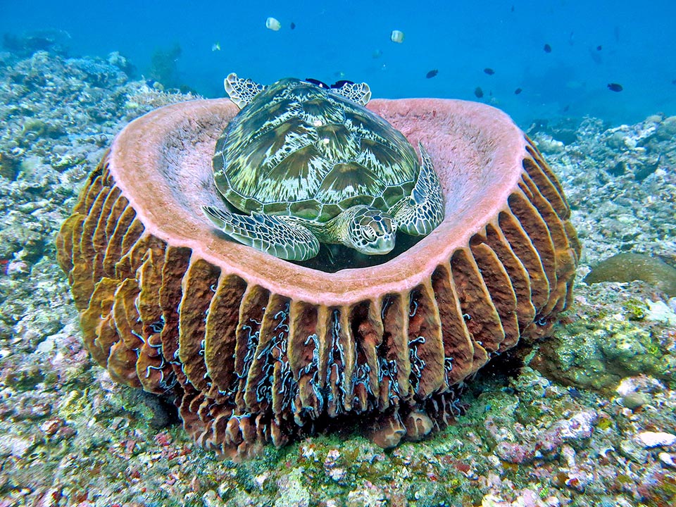 This one rests on a giant sponge. Chelonia mydas reaches the sexual maturity only when 25-40 years old and the species unluckily appears as "Endangered" in the Red List 