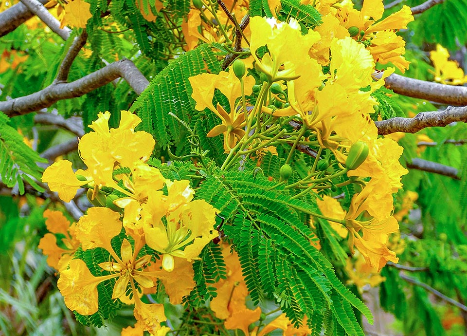 Delonix regia peut aussi se présenter recouvert de fleurs jaunes brillantes. Quelle que soit leur couleur les pétales sont toujours doux et comestibles.