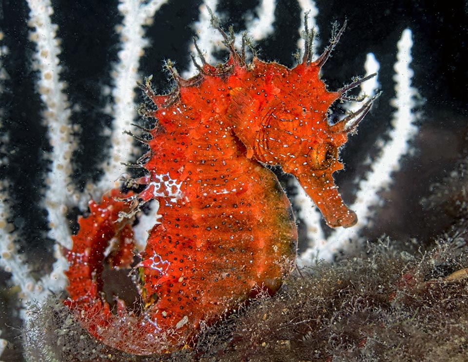 Un hippocampe moucheté rouge.