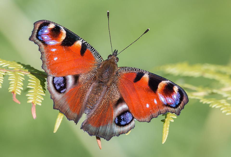 Aglais io, Nymphalidae, Inachis, European Peacock