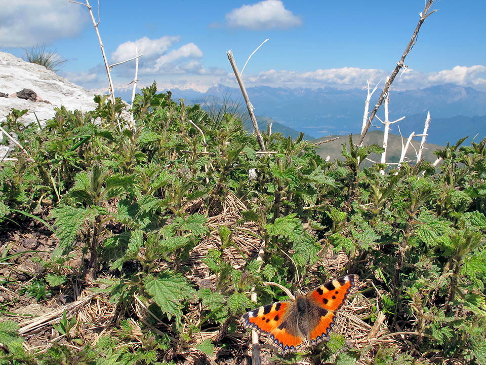 Aglais urticae, Nymphalidae, Mariposa de la ortiga, Ortiguera