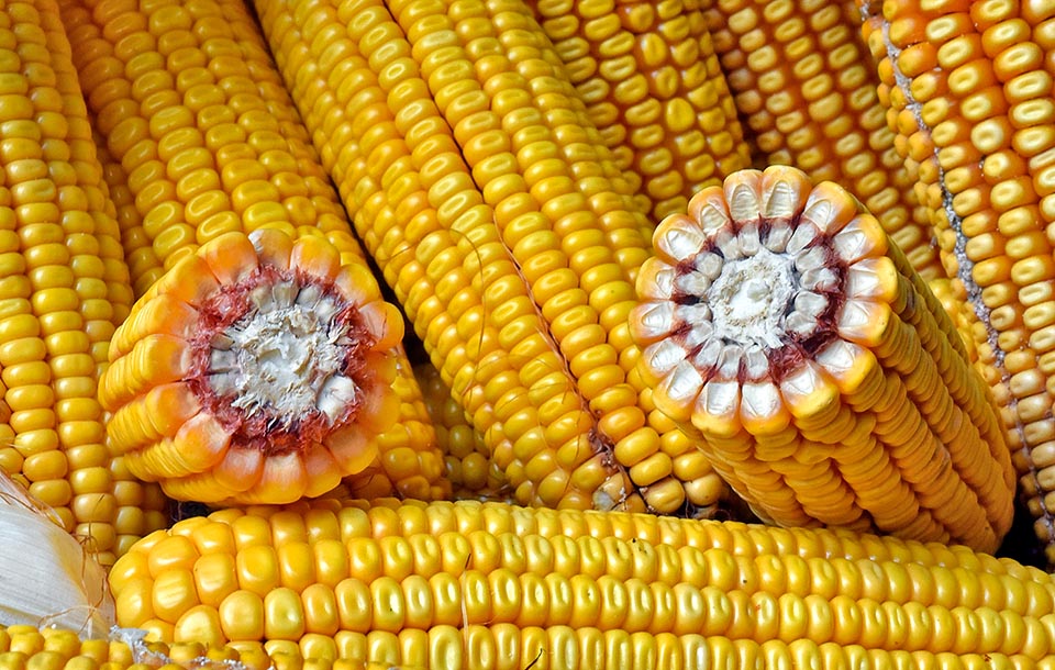 Zea mays, Poaceae, Granoturco