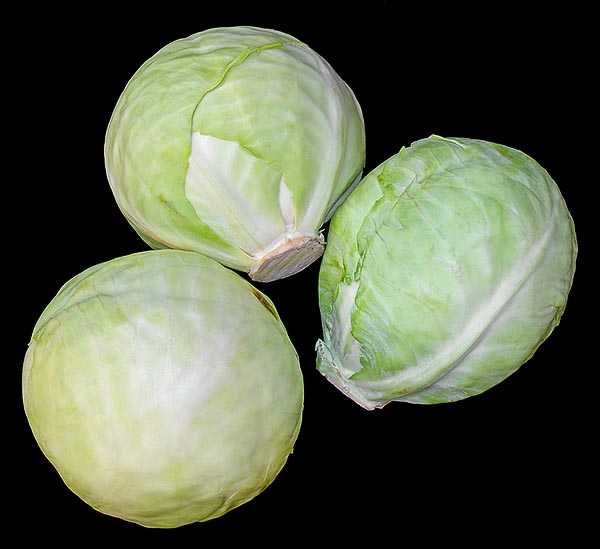 Le chou pommé (Brassica oleracea var. capitata), avec de nombreuses feuilles compactées, est utilisé pour préparer la choucroute. Riche en vitamine C, utile aux marins, autrefois, pour prévenir le scorbut © Giuseppe Mazza