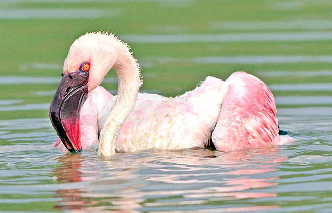 In fact they must regularly wash legs and feathers, like this swimming flamingo, not to get too much weight with dangerous saline encrustations that, cumulating, might render them unable to fly © Gianfranco Colombo