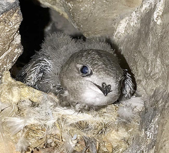 Apus pallidus, Apodidae, young Pallid swift