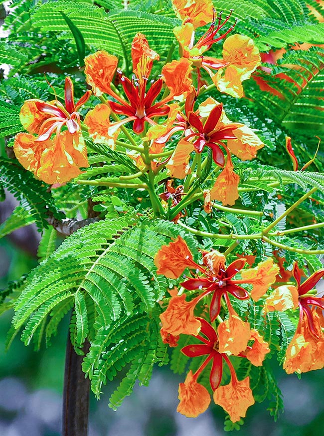 La tonalità arancio di Delonix regia è piuttosto rara. I sepali riprendono qui scurendosi le screziature dei petali. 