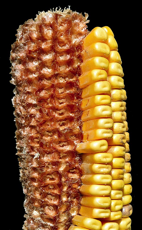 Close-up of the corncob with caryopses, the edible kernels known as seeds or granella 