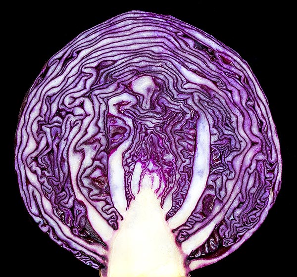 Section of Brassica oleracea var. capitata rubra, the red cabbage, rich in healthy anthocyanins © Giuseppe Mazza