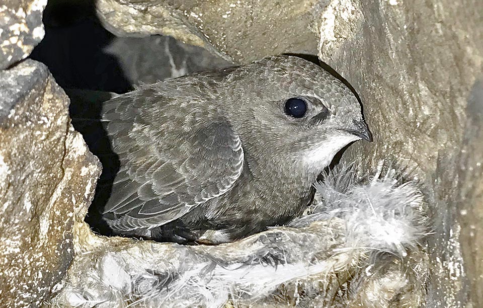 Apus pallidus, Apodidae, young Pallid swift