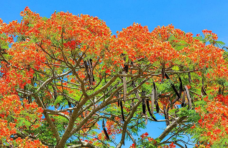 Espectacular disposición en naranja de Delonix regia con numerosos frutos colgantes. Casi todas las partes de la planta, incluidas las semillas, tienen virtudes medicinales.