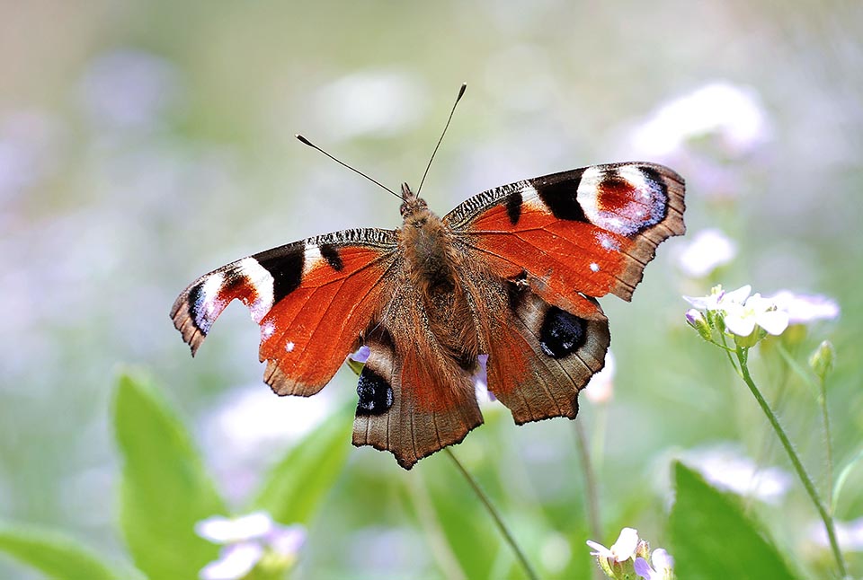 Aglais io, Nymphalidae, Inachis, European Peacock