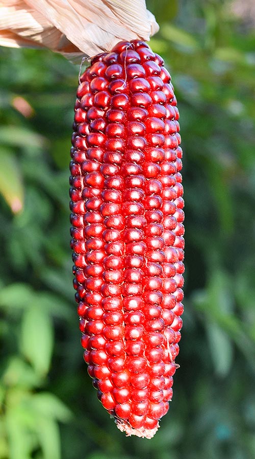 Zea mays, Granoturco rosso Zea mays, Poaceae, Granoturco