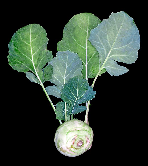 El colirrábano (Brassica oleracea var. gongylodes) tiene un tallo redondeado comestible © G. Mazza