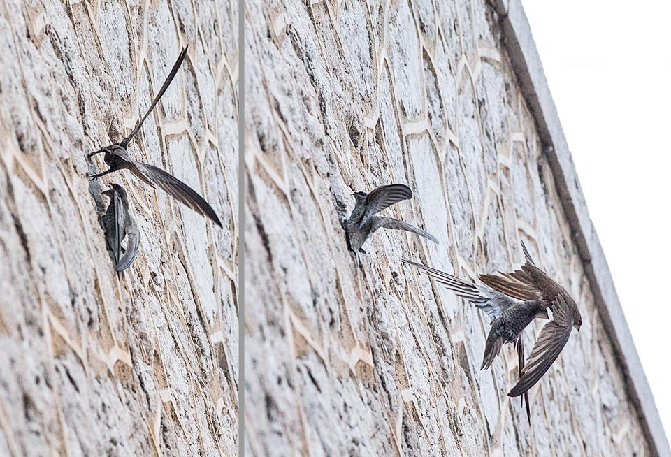 Apus pallidus, Apodidae, becquée