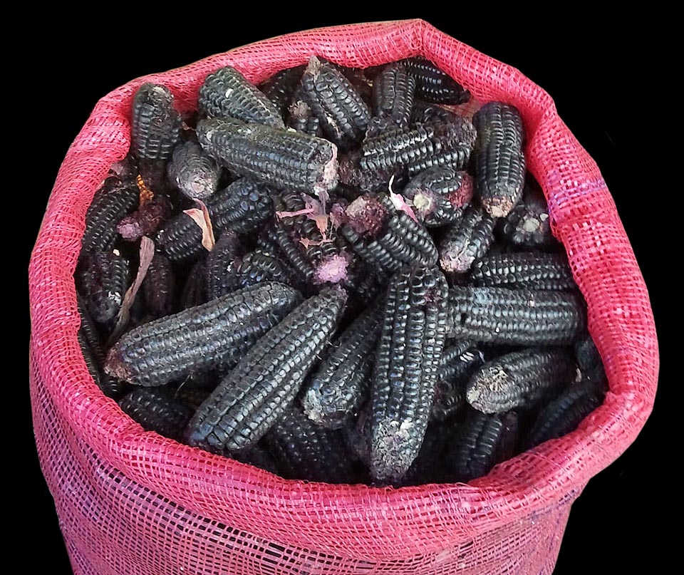 In South America is frequent also the black maize, used among other things to produce a typical anlcoholic drink known as "chicha morada"