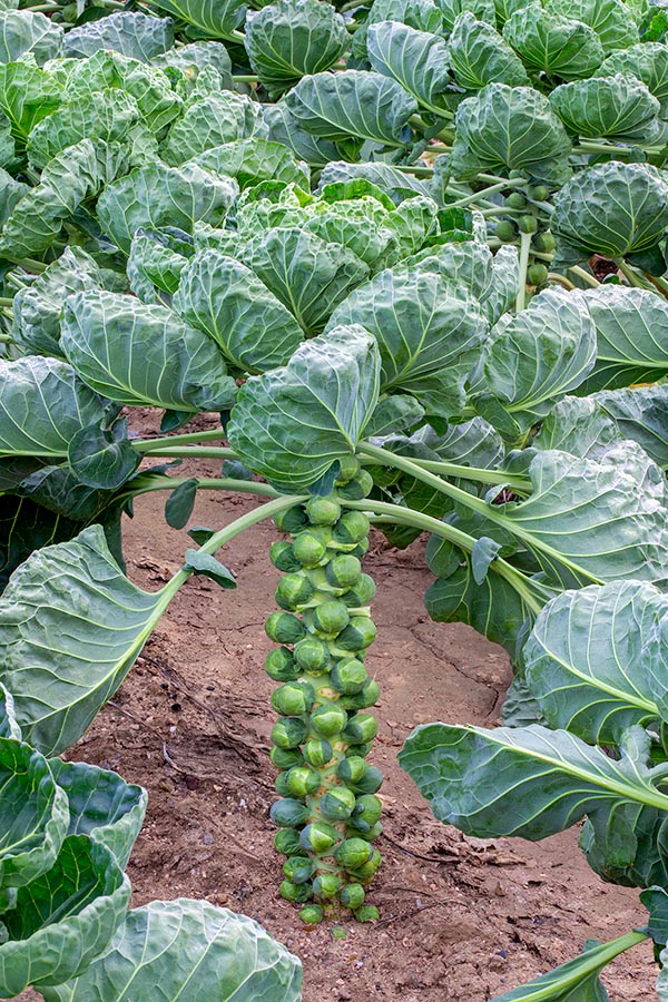 Champ de choux de Bruxelles (Brassica oleracea gemmifera) © Giuseppe Mazza