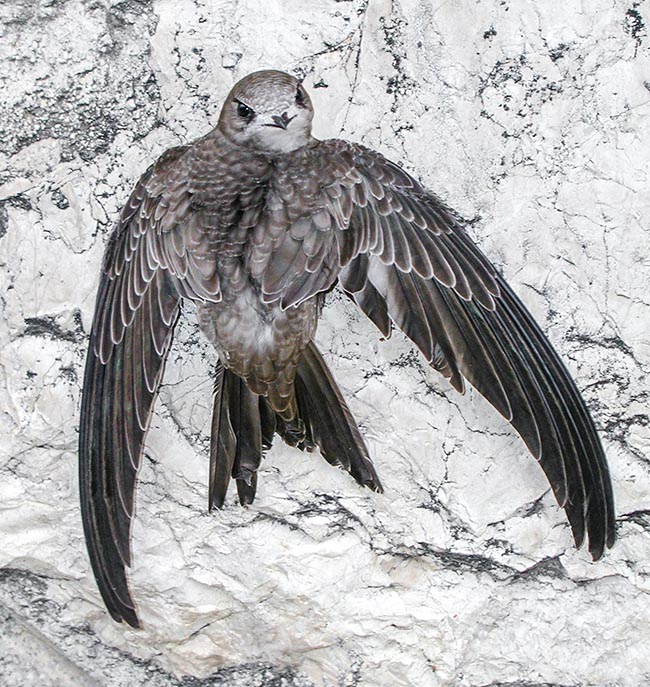 Apus pallidus, Apodidae, young Pallid swift