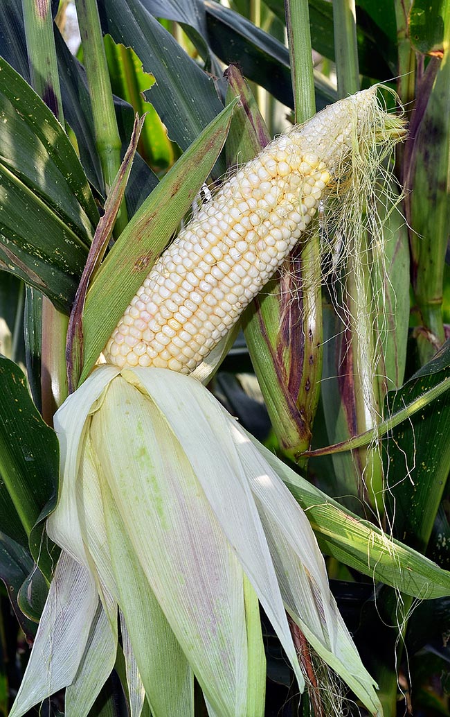 Zea mays, Poaceae, Granoturco